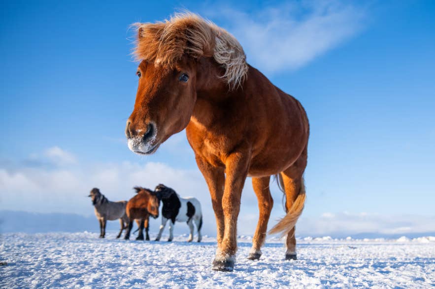 Icelandic horse standing in snow with several other horses in the background