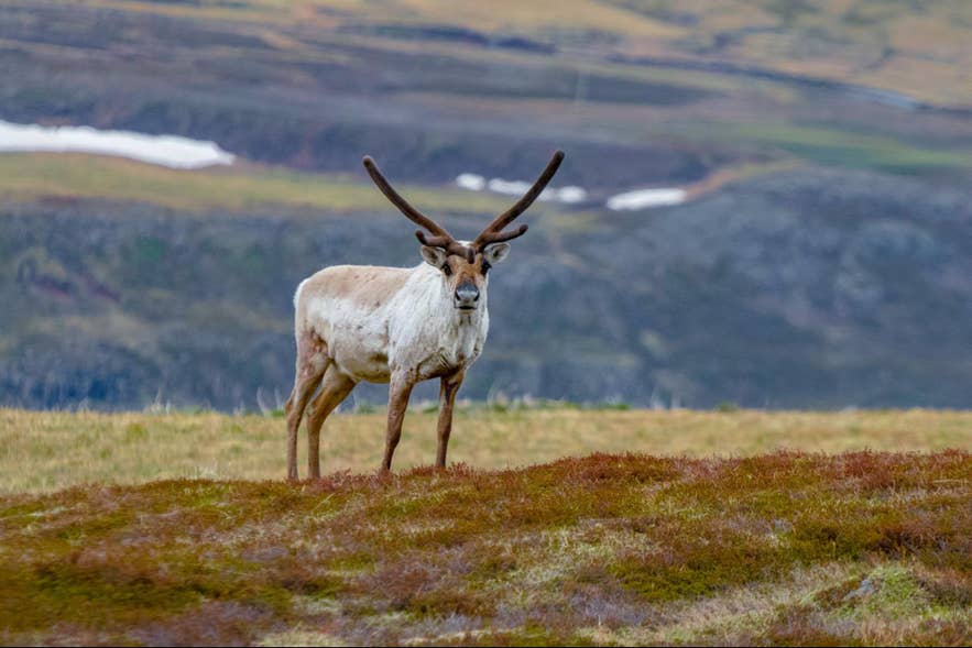 A wild reindeer in the East Iceland landscape. A wild reindeer in the East Iceland landscape.