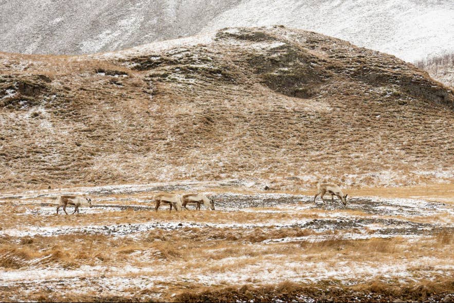 Wild reindeer near Hofn on the route toward Jokulsarlon Glacier Lagoon. Wild reindeer near Hofn on the route toward Jokulsarlon Glacier Lagoon.
