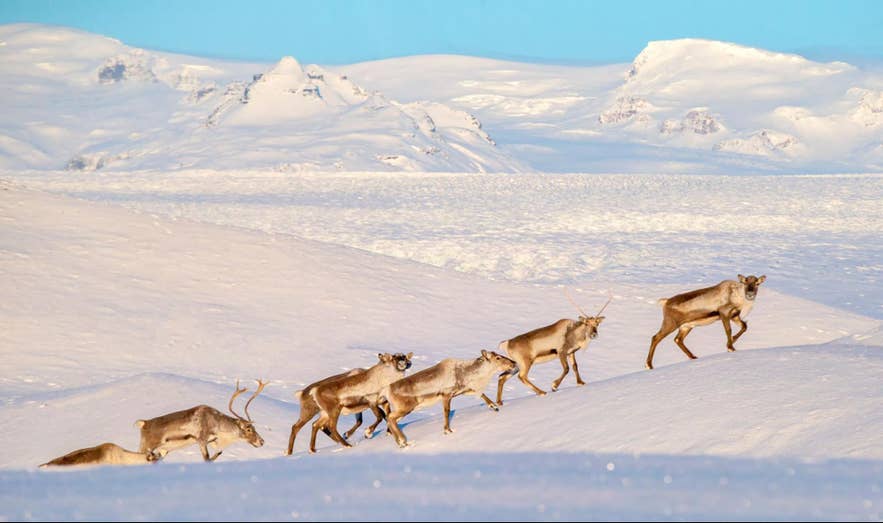 Wild reindeer herd in the snowy Icelandic Highlands. Wild reindeer herd in the snowy Icelandic Highlands.