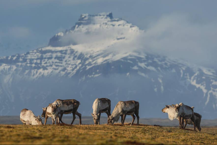 A reindeer herd grazing in the East Iceland countryside. A reindeer herd grazing in the East Iceland countryside.
