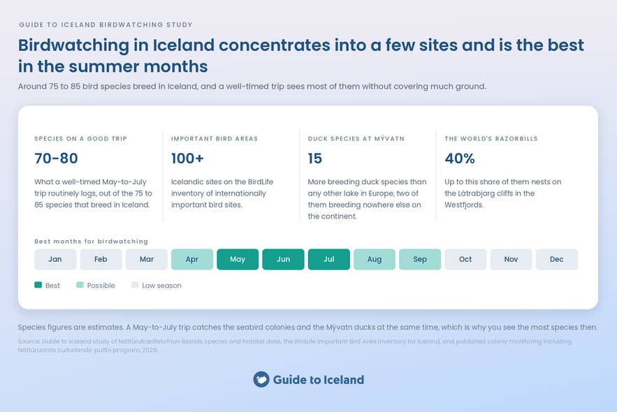 Infographic of Iceland birdwatching numbers, with May to July marked as the peak season