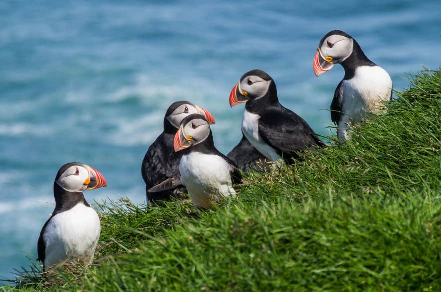 Atlantic puffins perched on a cliff overlooking the sea in Iceland.