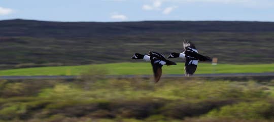 barrows-goldeneye-ducks-in-flight-iceland-1250px.jpg