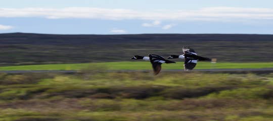 barrows-goldeneye-ducks-in-flight-iceland-1250px.jpg