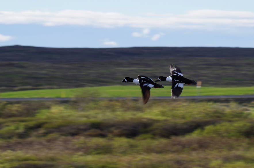 Barrow's goldeneye ducks in flight at Lake Myvatn in North Iceland