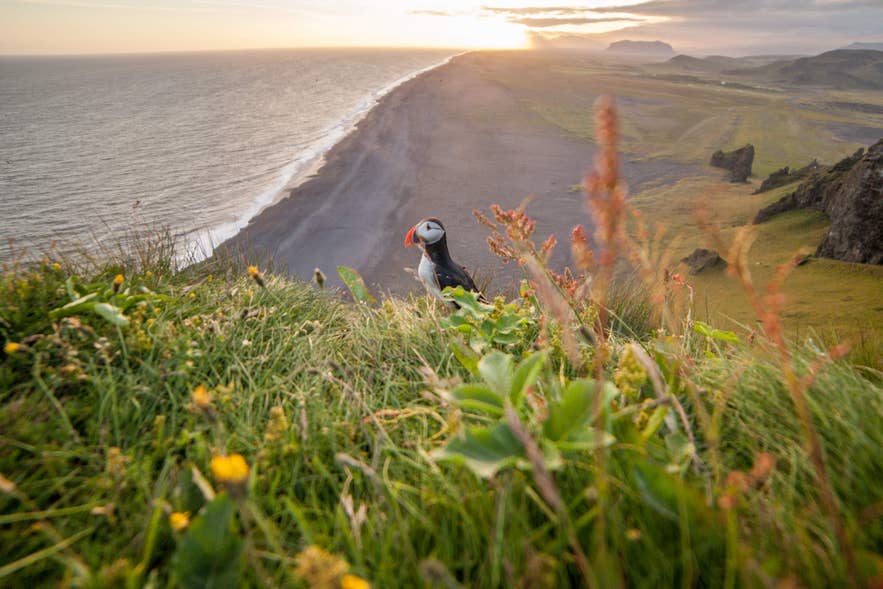 Atlantic puffin standing on a grassy coastal cliff at sunset in Iceland