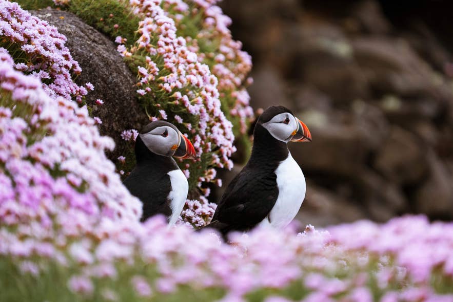 Two Atlantic puffins standing among pink wildflowers on a rocky hillside in Iceland