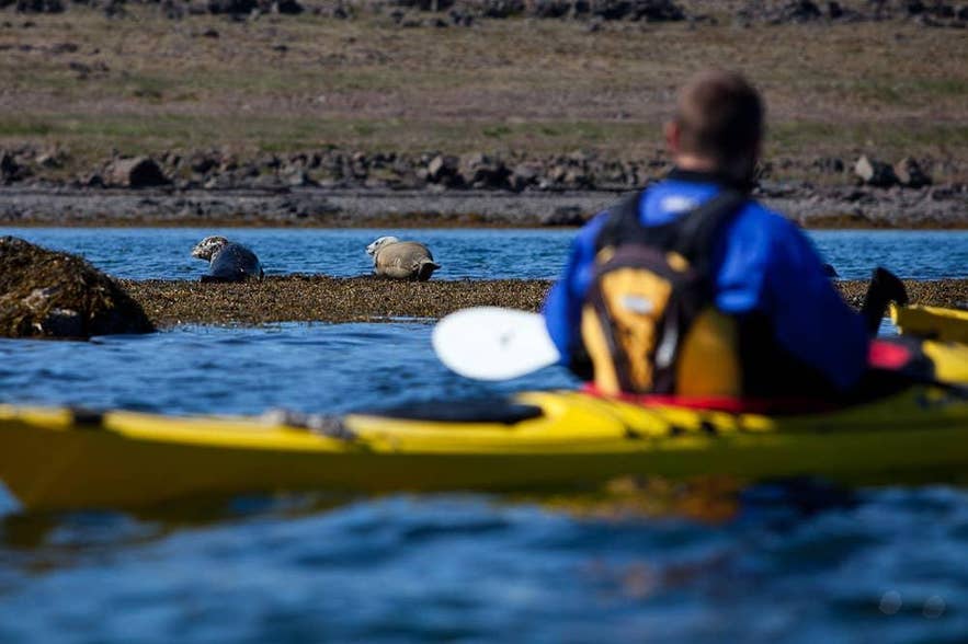 A kayaker watches seals resting on rocks along the Icelandic coast A kayaker watches seals resting on rocks along the Icelandic coast