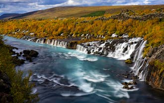 Turquoise water threads past the autumn-gold birch lining Hraunfossar Waterfall in West Iceland.
