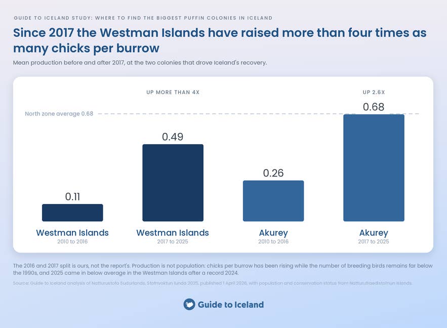Bar chart of puffin breeding recovery in Iceland, with the Westman Islands up from 0.11 to 0.49 since 2017