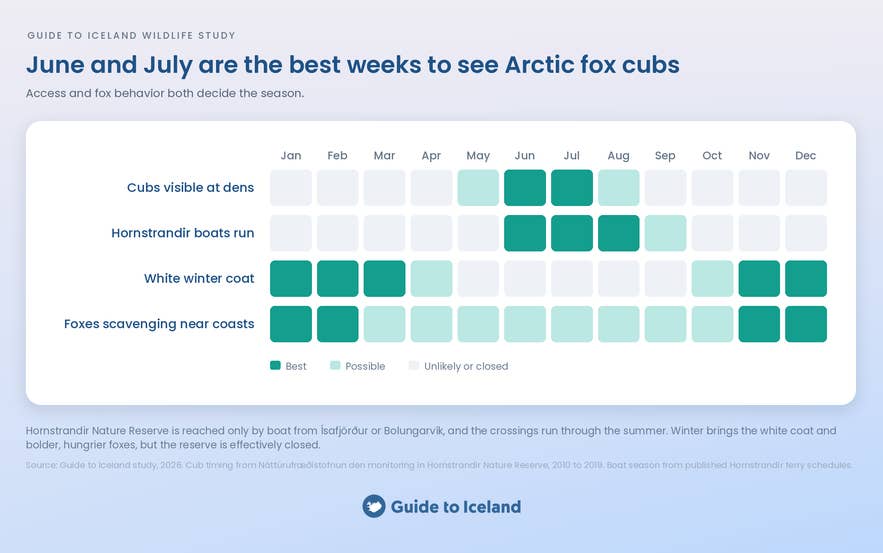 When to see Arctic foxes in Iceland: access and behaviour by month