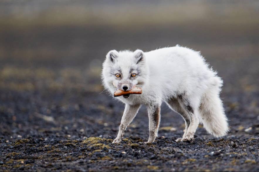 Where to Find Arctic Foxes in Iceland: Hornstrandir and Beyond