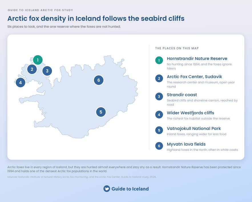 Map of where to find Arctic foxes in Iceland