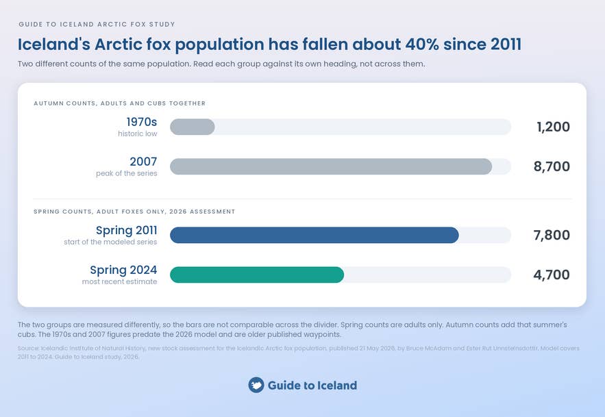 How Iceland's Arctic fox population has changed
