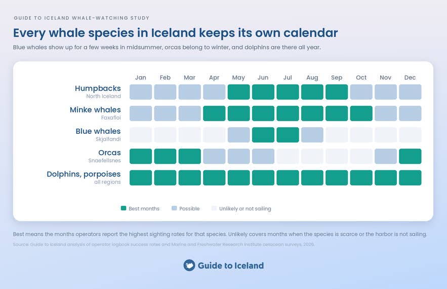 When to see whales in Iceland: species calendar