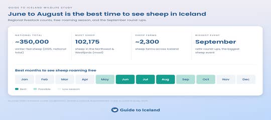 sheep-in-iceland-study-summary-guide-to-iceland_1.png