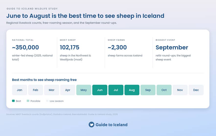 Summary chart of where to see sheep in Iceland, with regional counts and the months they are most visible.