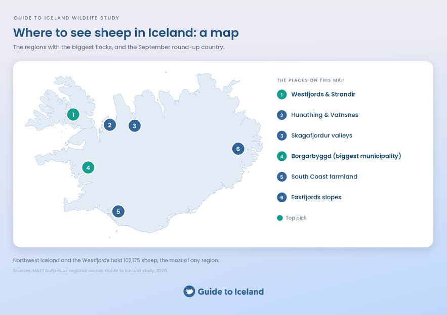 Where to See Sheep in Iceland: Regions and September Round-Ups