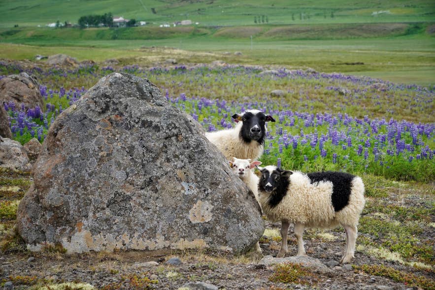Black and white Icelandic sheep rest beside a boulder in a field of lupines in North Iceland.