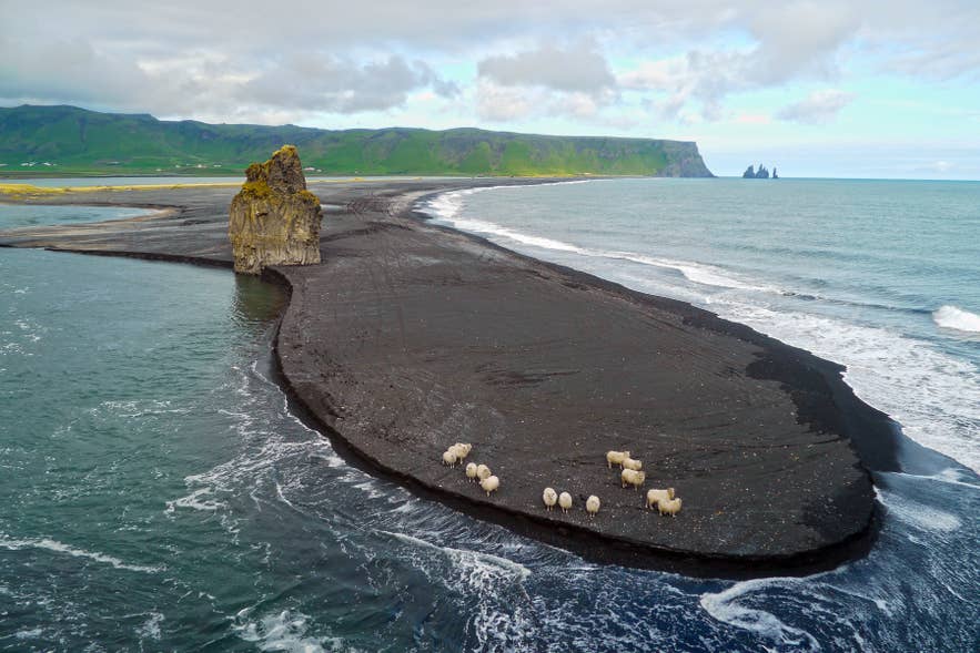 Sheep walk in a line across a black sand spit with sea stacks offshore along the South Coast.