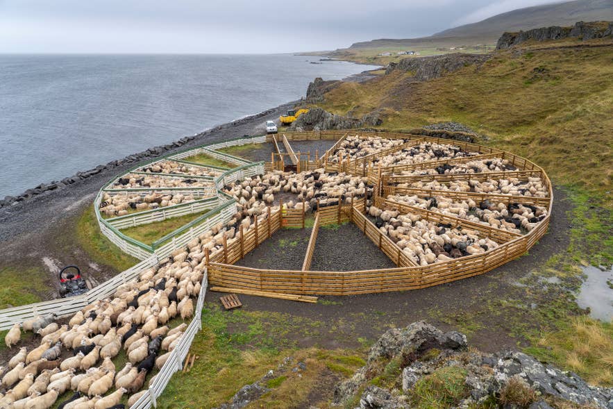 Sheep fill a circular wooden sorting pen during the September rettir round-up on the Icelandic coast.