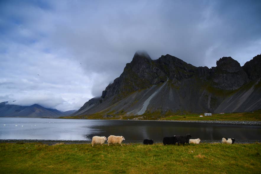 Icelandic sheep graze on a grassy shore below a steep dark mountain in East Iceland.