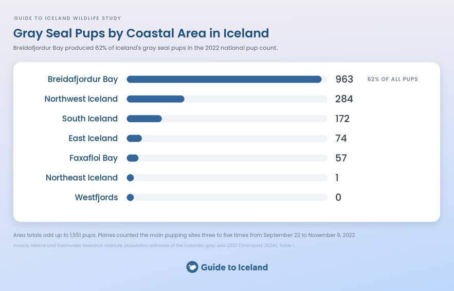 Gray seal pups by coastal area in Iceland, 2022