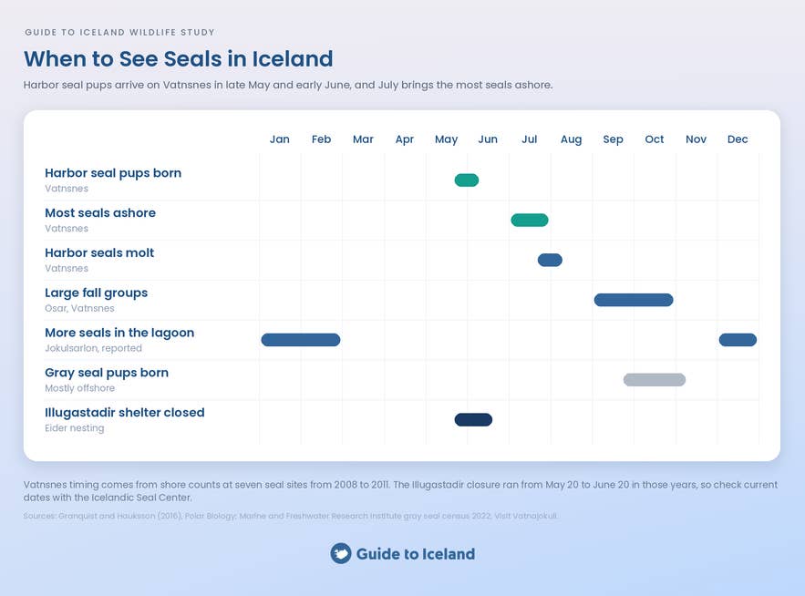 When to see seals in Iceland: pupping, molting, and peak months