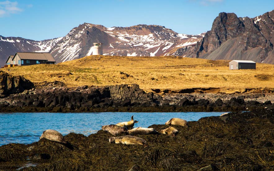 Seals resting on the shore at Ytri-Tunga Beach on the Snaefellsnes Peninsula.