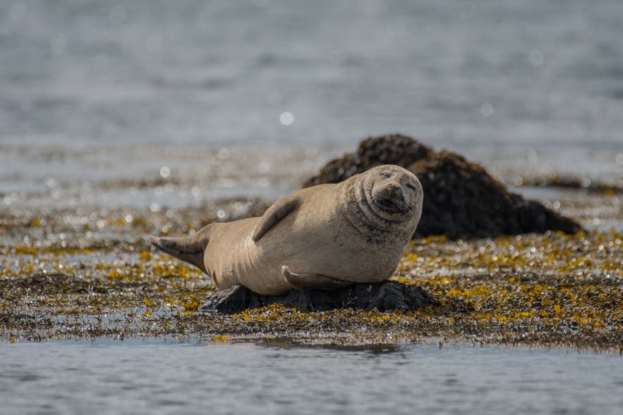 Harbor seal resting on a seaweed-covered rock on the Icelandic coast.