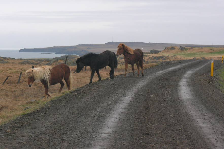Gravel Route 711 running along the Vatnsnes Peninsula coast in Northwest Iceland