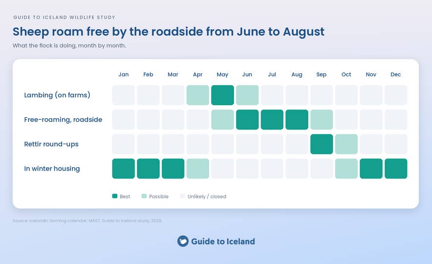 Infographic showing the best time to see sheep in Iceland.