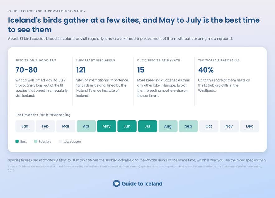 Infographic of Iceland birdwatching key numbers, with May to July marked as the best months