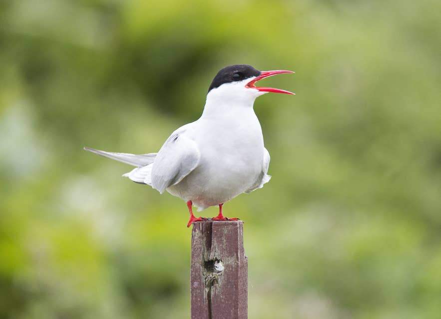 Arctic tern calling from a wooden post, one of the seabirds that nest around Breidafjordur Bay.