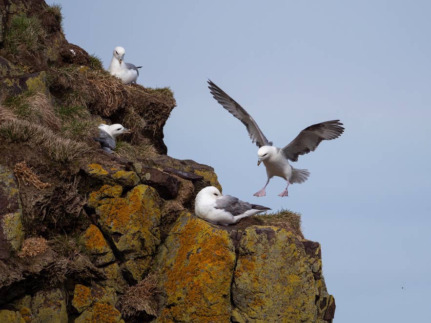 Northern fulmars nesting on lichen-covered sea cliff ledges in Iceland, with one fulmar landing.