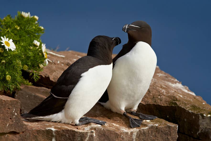 Two razorbills on a rocky ledge, the seabird that nests in record numbers at Latrabjarg Cliffs in the Westfjords.