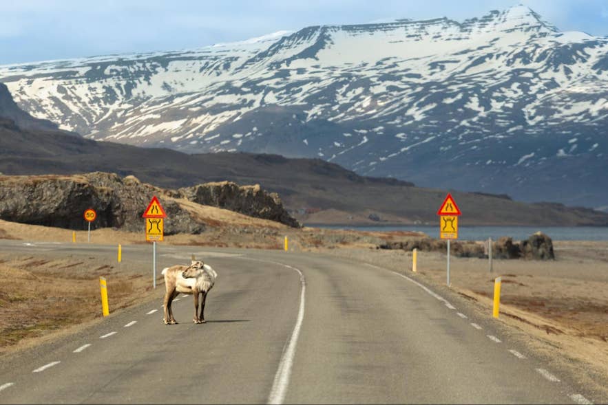 A reindeer standing near a road in East Iceland, a common wildlife sight for drivers.