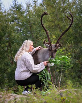 Admission Ticket to the Reindeer Park near Egilsstadir in East Iceland