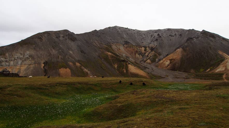 Grænagil ravine notch in Bláhnúkur seen across the Landmannalaugar meadows