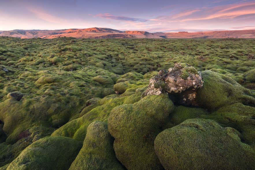 Moss-covered Eldhraun Lava Field at sunset, a volcanic landscape on the South Coast of Iceland.