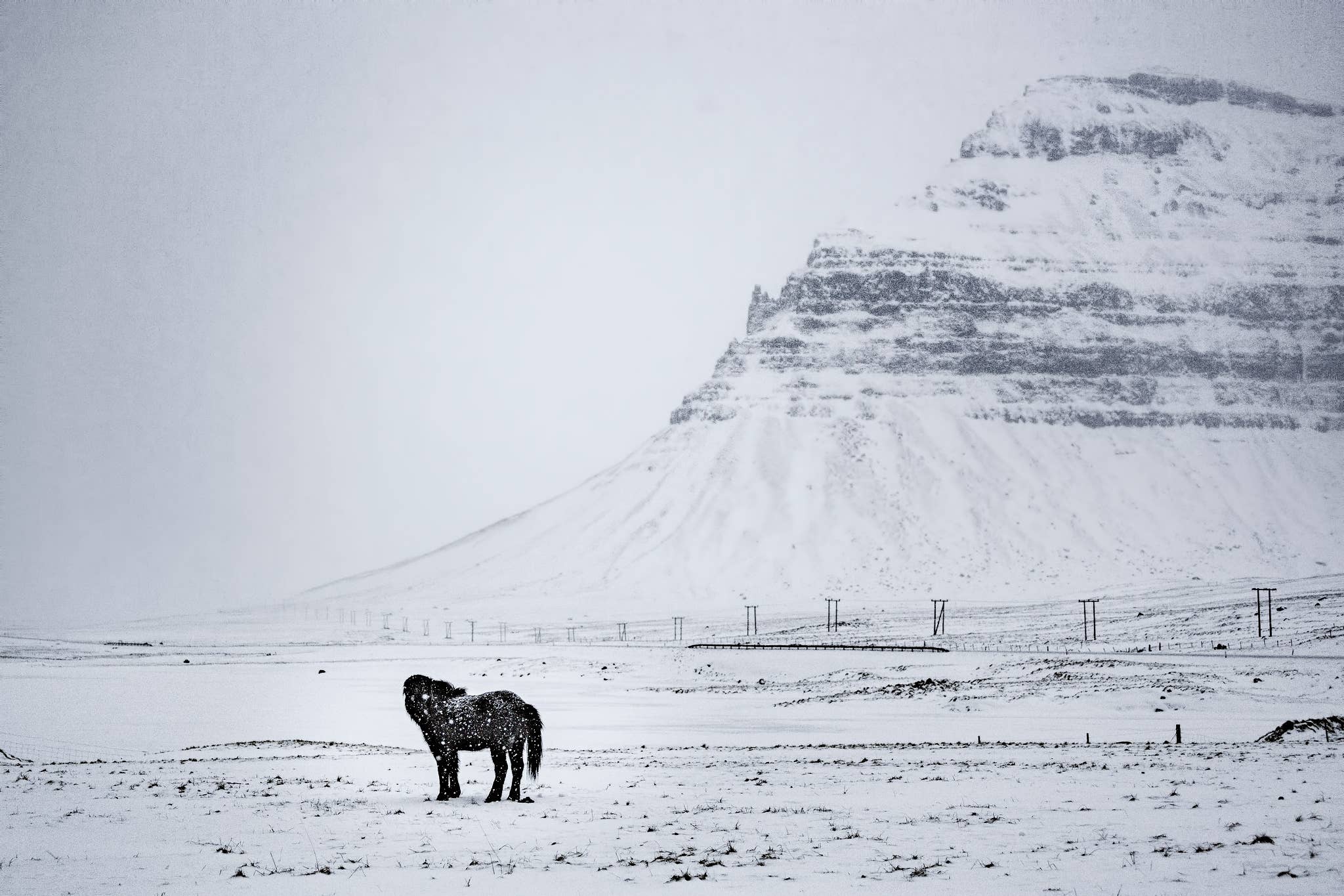 An Icelandic horse stands in the snow below a snow-covered mountain during a winter storm in Iceland.
