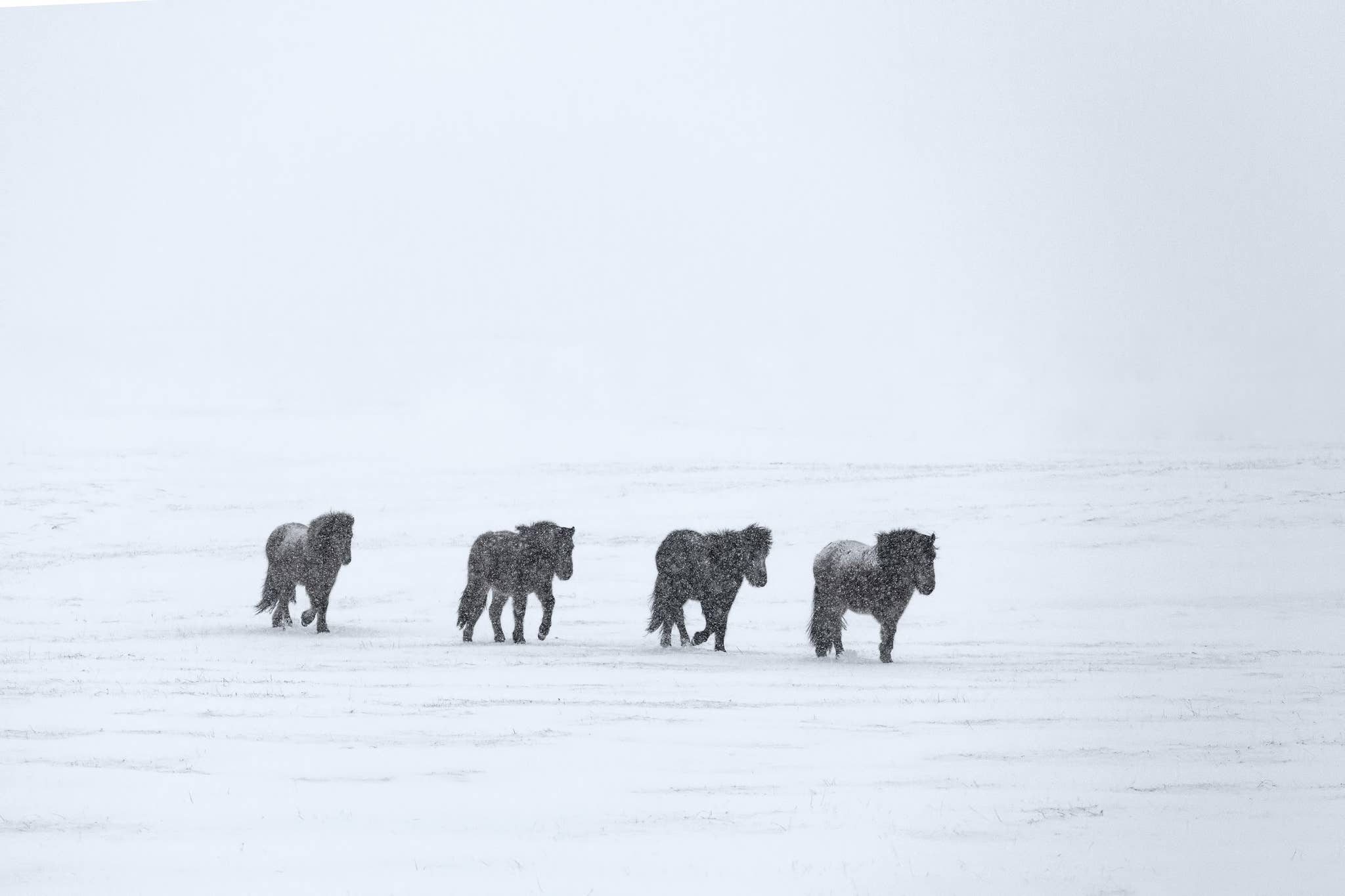Four Icelandic horses walk in a line through falling snow in a white winter landscape in Iceland.