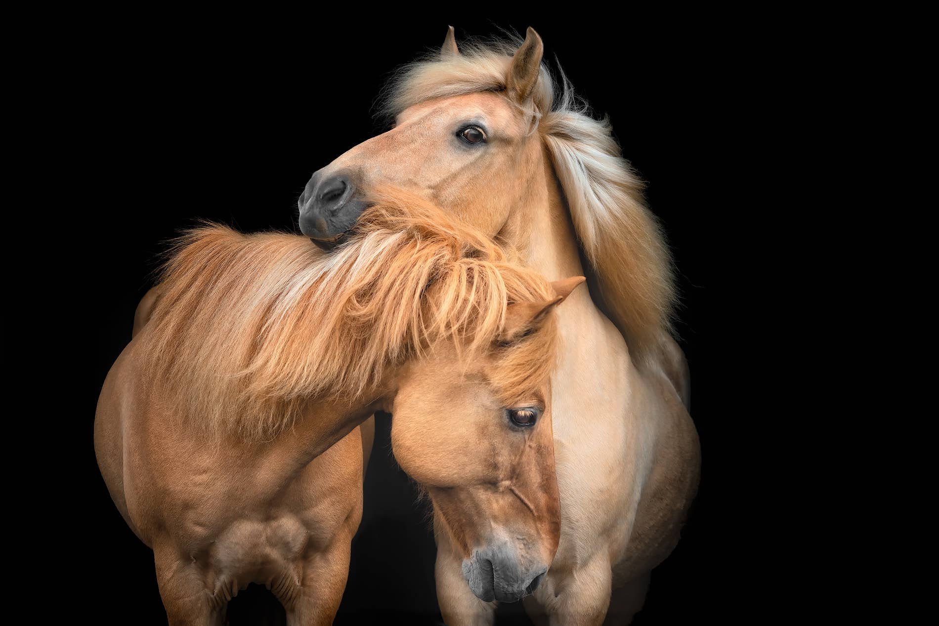 Two golden Icelandic horses with flowing manes nuzzle each other against a black background.