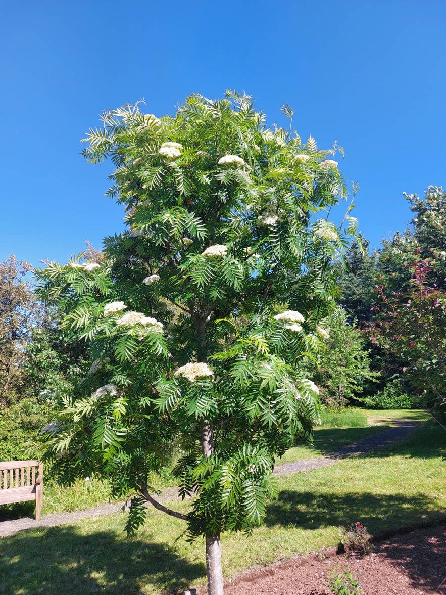 Flowering 'Dodong' rowan tree at Meltunga arboretum, Fossvogsdalur