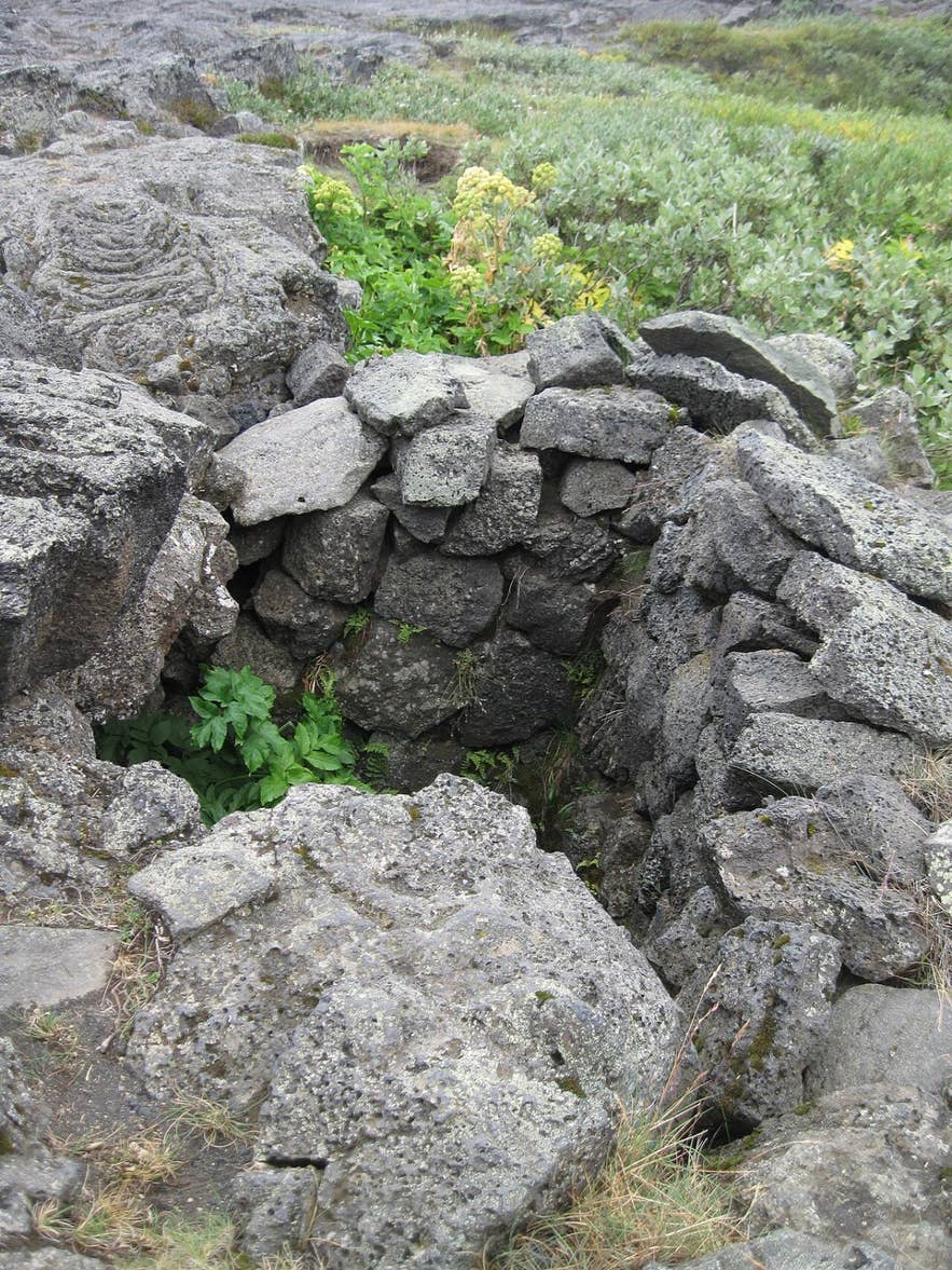 Rebuilt stone walls of Fjalla-Eyvindur's hut (Eyvindarkofi) at Herðubreiðarlindir with angelica growing inside