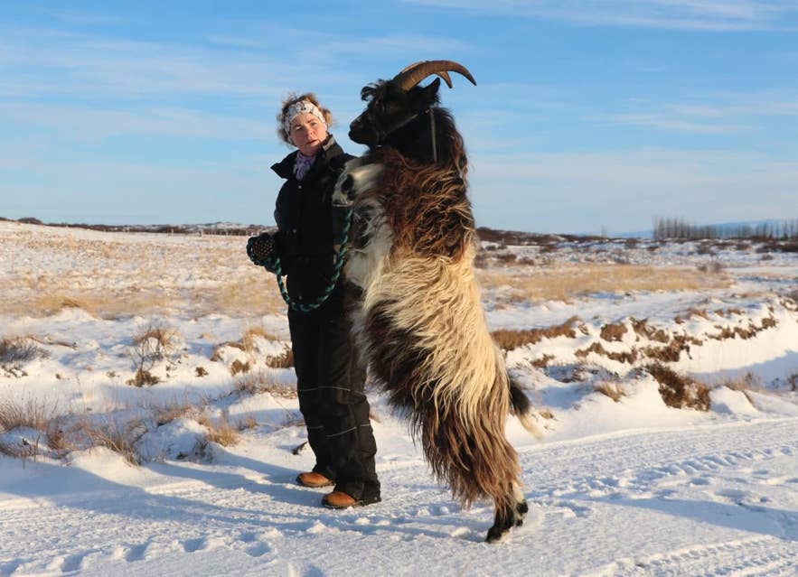 A farmer at Gufuá farm in West Iceland with an Icelandic goat standing on its hind legs in the snow A farmer at Gufuá farm in West Iceland with an Icelandic goat standing on its hind legs in the snow