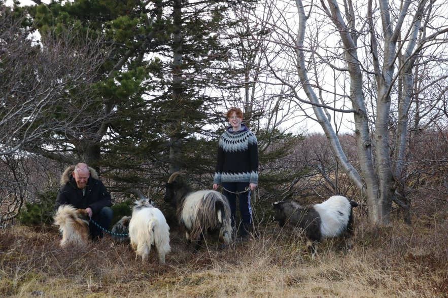 Visitors leading Icelandic goats on halters through birch and spruce woodland at Gufuá farm Visitors leading Icelandic goats on halters through birch and spruce woodland at Gufuá farm