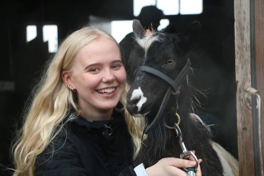 A visitor with a halter-trained Icelandic goat in the goat house at Gufuá farm, West Iceland A visitor with a halter-trained Icelandic goat in the goat house at Gufuá farm, West Iceland