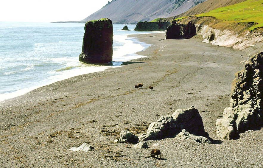 Sheep on Fauskasandur beach below the Hvalnesskriður rocks in 1981, the year the coastal road opened